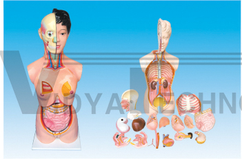 The model of female torso with head and cervix